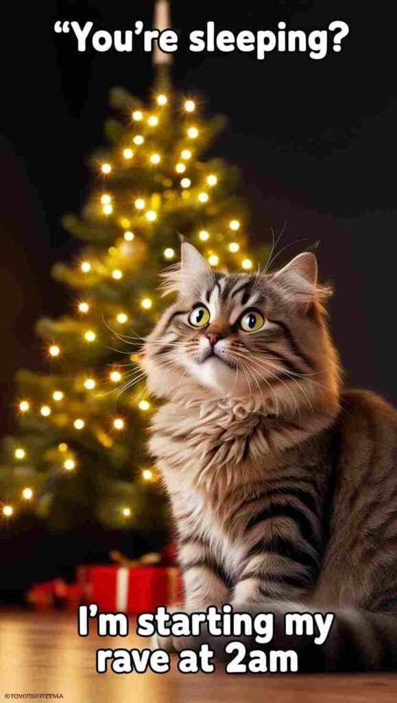 20 Best Christmas Memes Featuring Cats 19 20 Best Christmas Memes Featuring Cats -