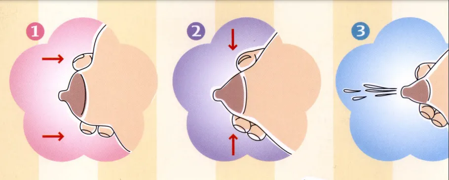 How To Do Hand Expression Of Breastmilk: Best Techniques 6 best way to hand express breastmilk by hand
